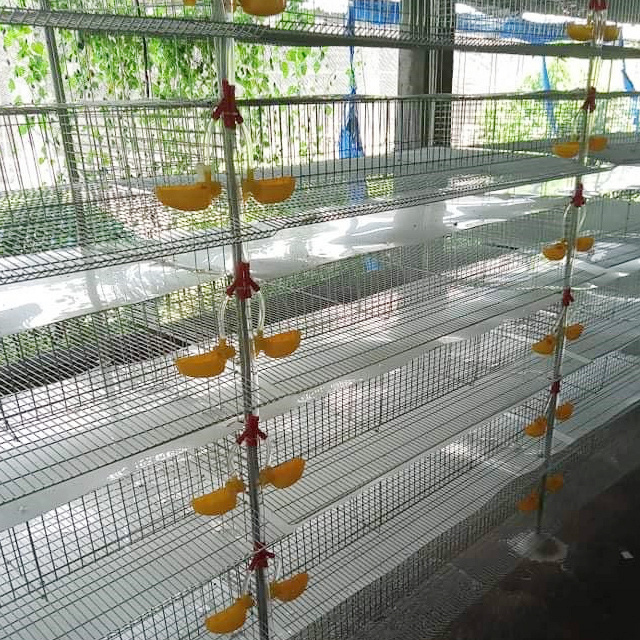 Galvanized Mesh Layer Egg Hens Broiler Pullet Chicks Breeder Quail Chicken Cage