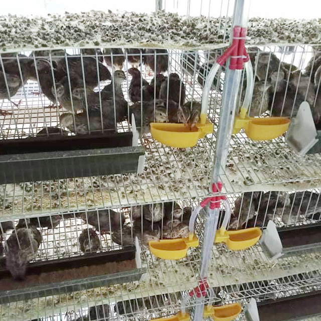 Hot Sale Layer Quail Cages / Commercial Quail Layer Cage