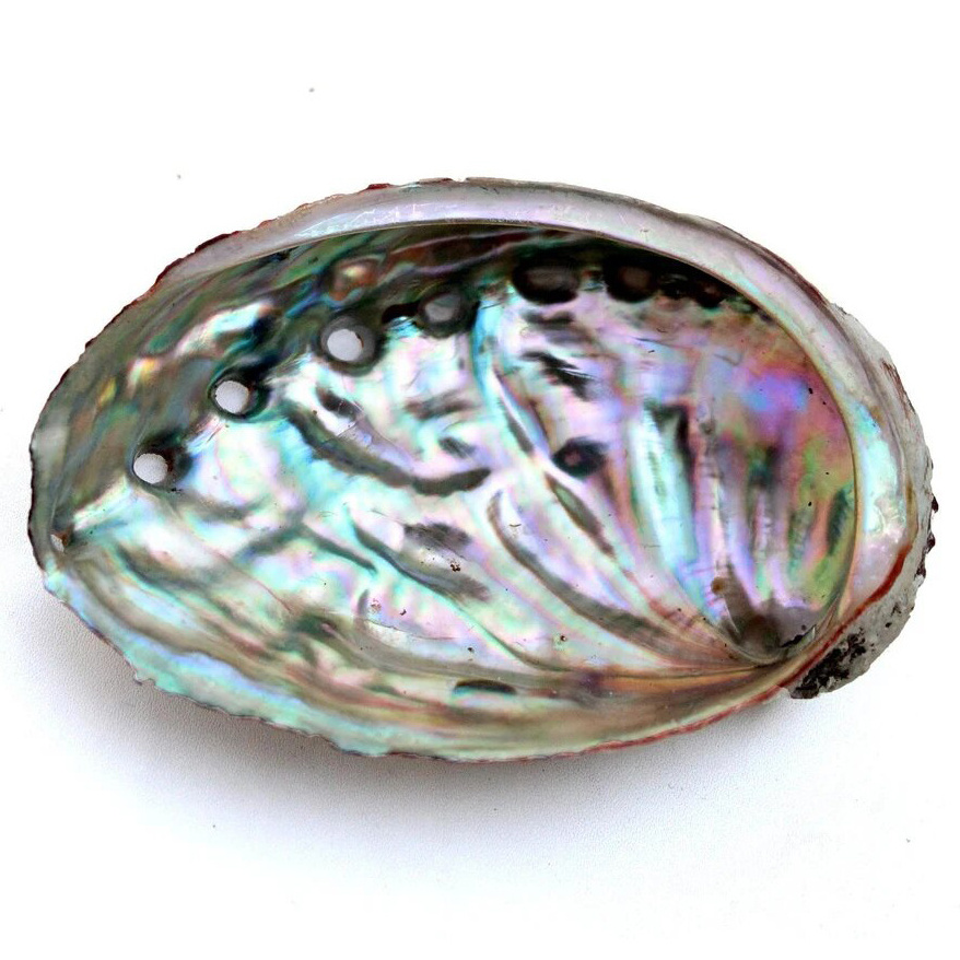 Fresh paua sea shell in Eco-friendly Feature