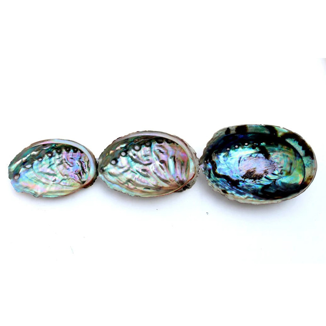 Fresh paua sea shell in Eco-friendly Feature