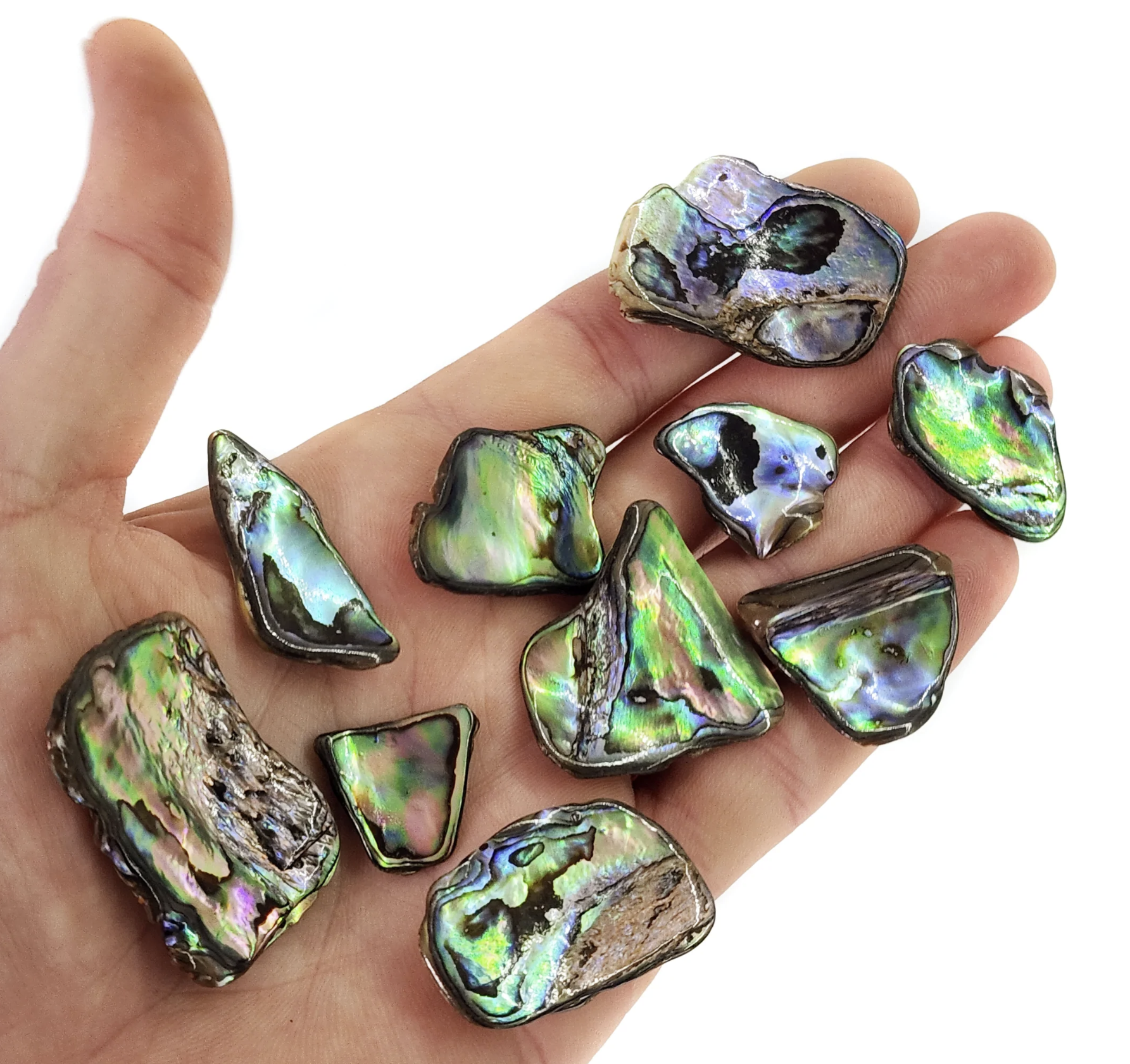 Extra Large Abalone Paua Shell Pieces for Jewelry Making