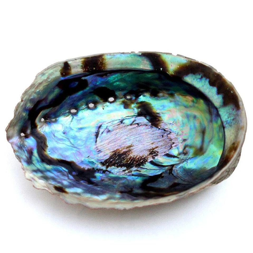 Fresh paua sea shell in Eco-friendly Feature