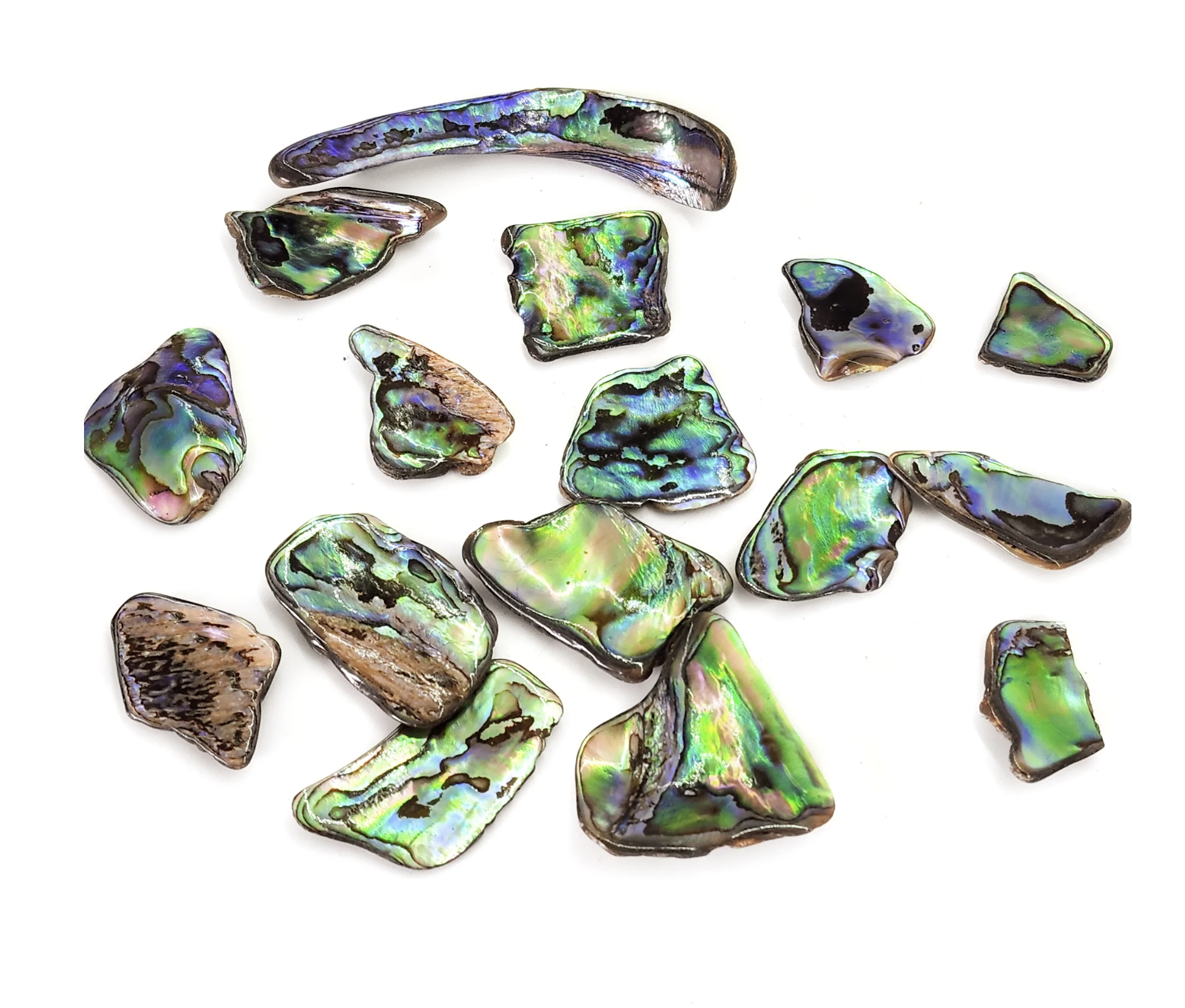 Extra Large Abalone Paua Shell Pieces for Jewelry Making