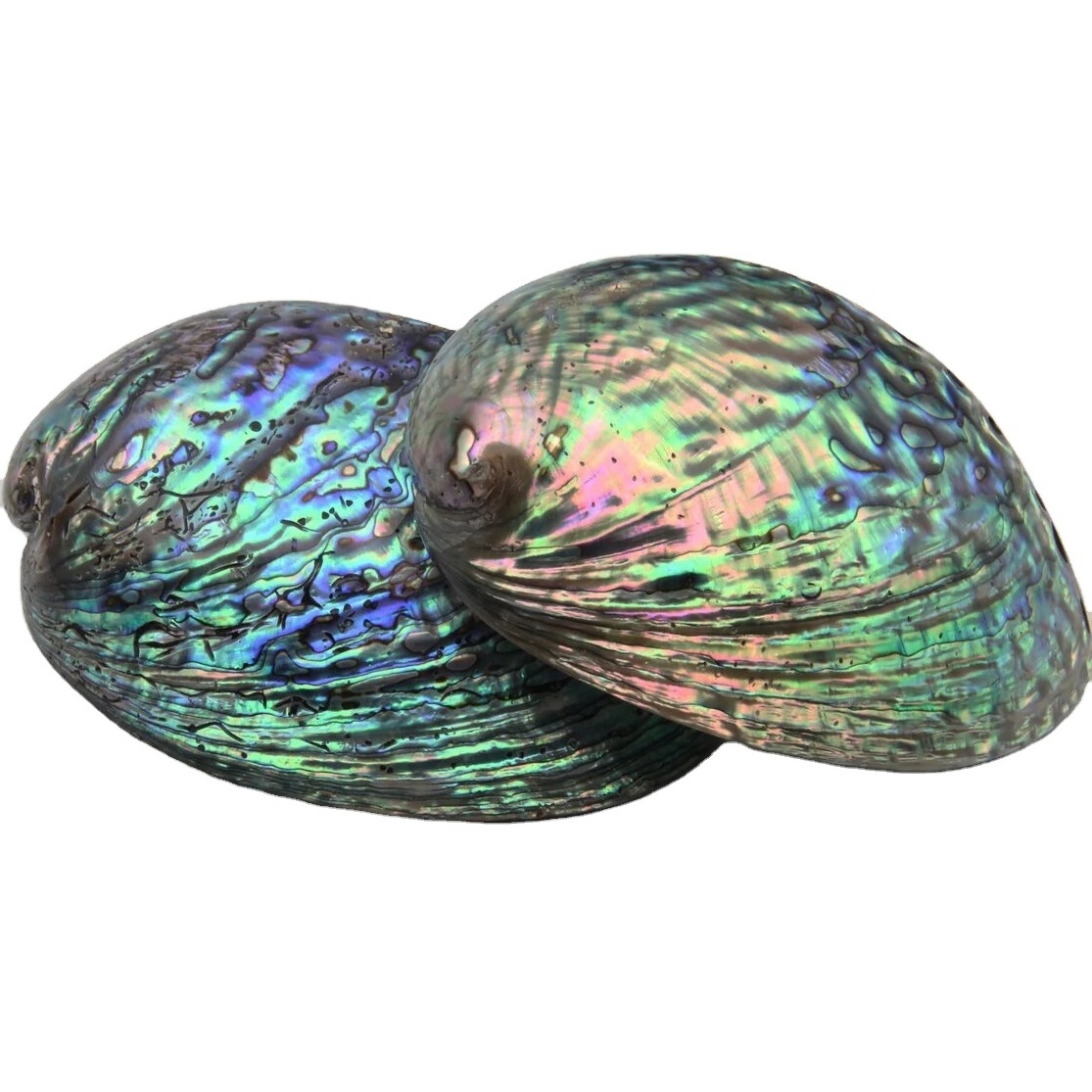 Organic abalone shell in Natural Color