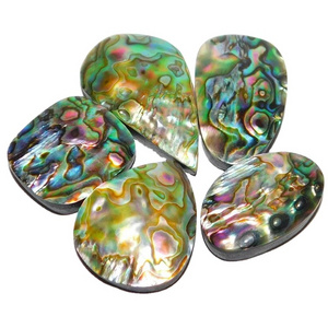 Fresh organic abalone shell in Environmental Friendly Feature