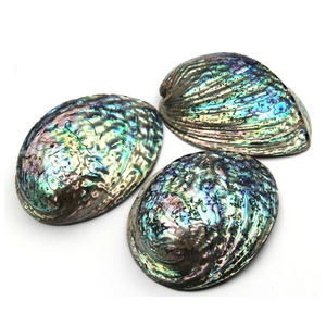 Organic abalone shell in Natural Color