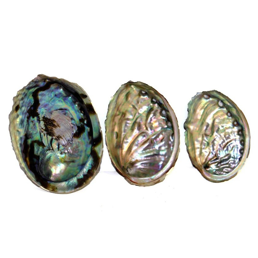 Fresh paua sea shell in Eco-friendly Feature