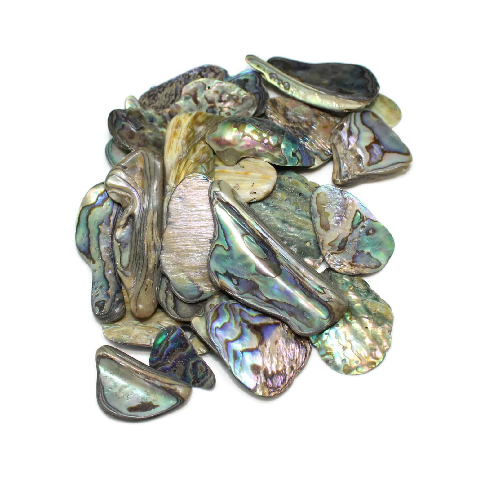 Fresh organic abalone shell in Environmental Friendly Feature