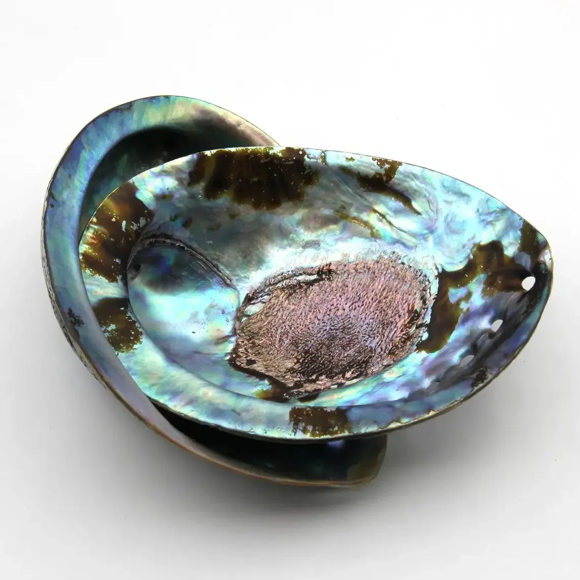 Organic abalone shell in Natural Color