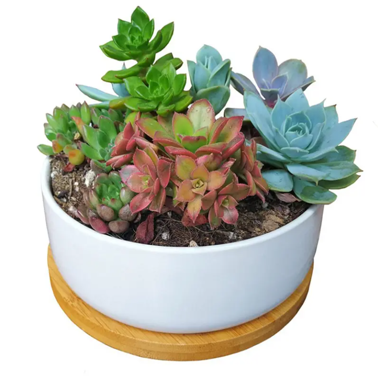 6.2 Inch Modern Decorative Garden Flower Pot Ceramic Pots for Succulent Cactus Plants Pot with Drainage Bamboo Tray