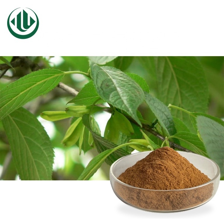 Factory Price Wholesale Eucommia Leaf Male Flower Of Ulmoides Leaves Extract Powder Eucommia Extract For 100% Safety