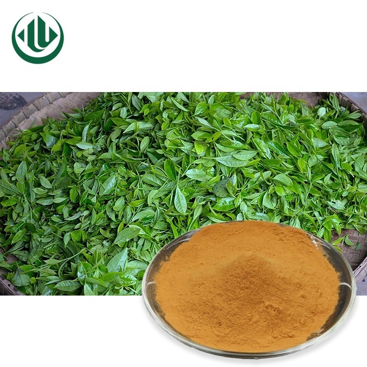 100% Natural Green Tea Leaves Extract Powder Instant Best EGCG Green Tea 10:1 Extract Powder