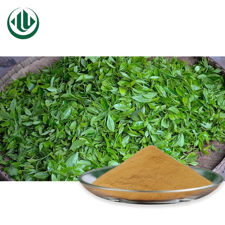 100% Natural Green Tea Leaves Extract Powder Instant Best EGCG Green Tea 10:1 Extract Powder