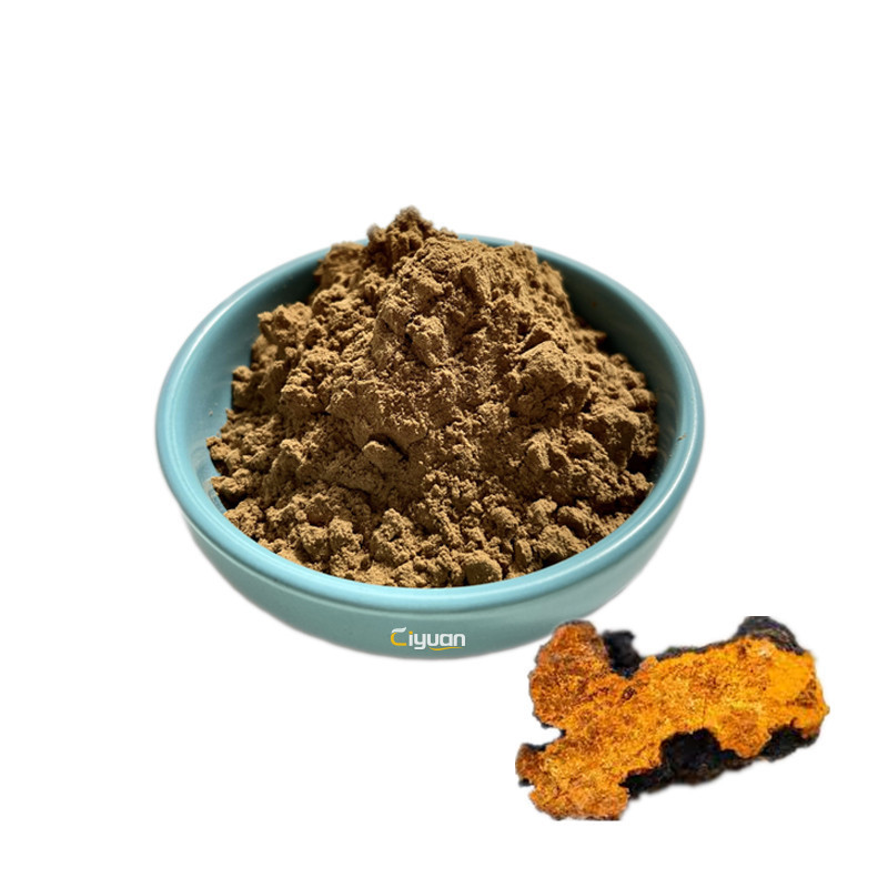 Factory Supplier Natural Pure Chaga Mushroom Extract Betula Pilose Powder 10%-50% Polysaccharide