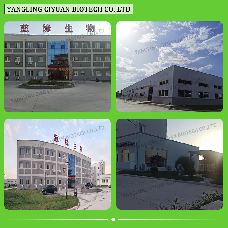 Factory Supply Cranberry Extract Powder Vaccinium Vitis-idaea L Proanthocyanidin 5% 25%