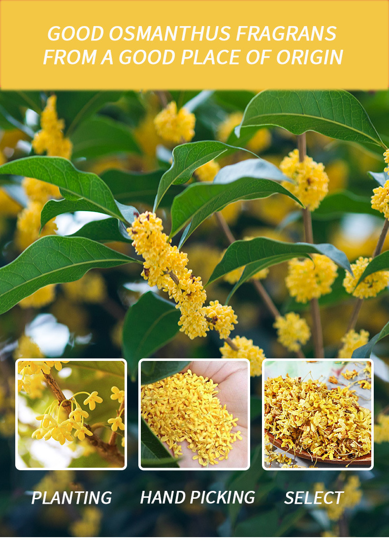 Factory Supply Wholesale Price Health Herbal Tea 100% Nature Super Fragrant Decoration Golden Osmanthus