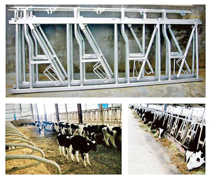 Cattle Headlock Used Cow Headlocks for Cattle Galvanized Cattle Headlock Feeder Dairy Farm Management Equipment