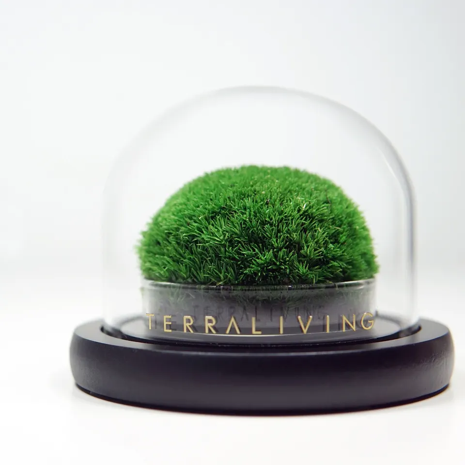 Wholesale price best selling real moss preserved moss for green wall decoration naturally