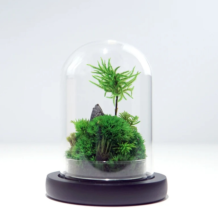 Wholesale price best selling real moss preserved moss for green wall decoration naturally