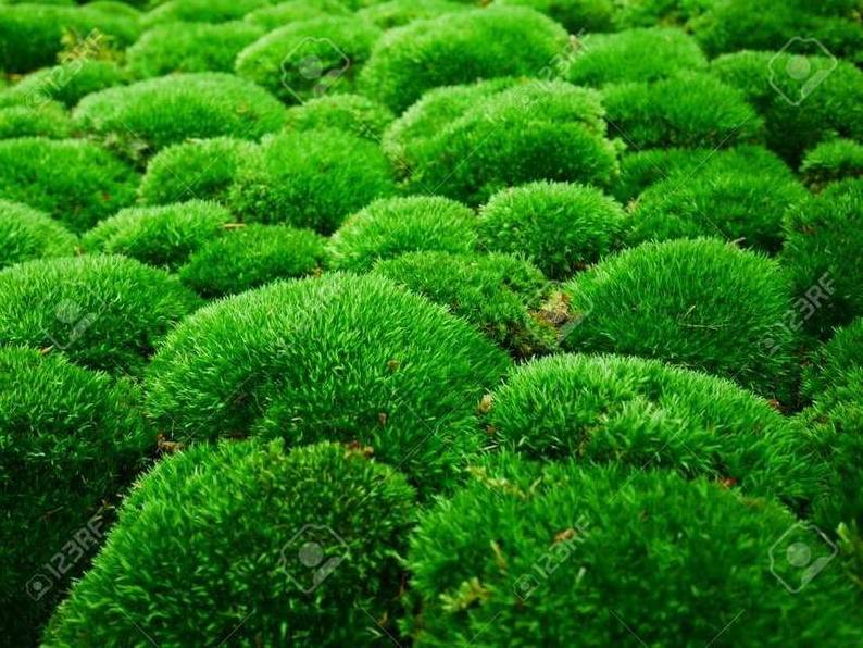 Wholesale Stabilize Reindeer Moss Wall Art Moss Panel Decorations Preserved Moss Panel for Home Decoration