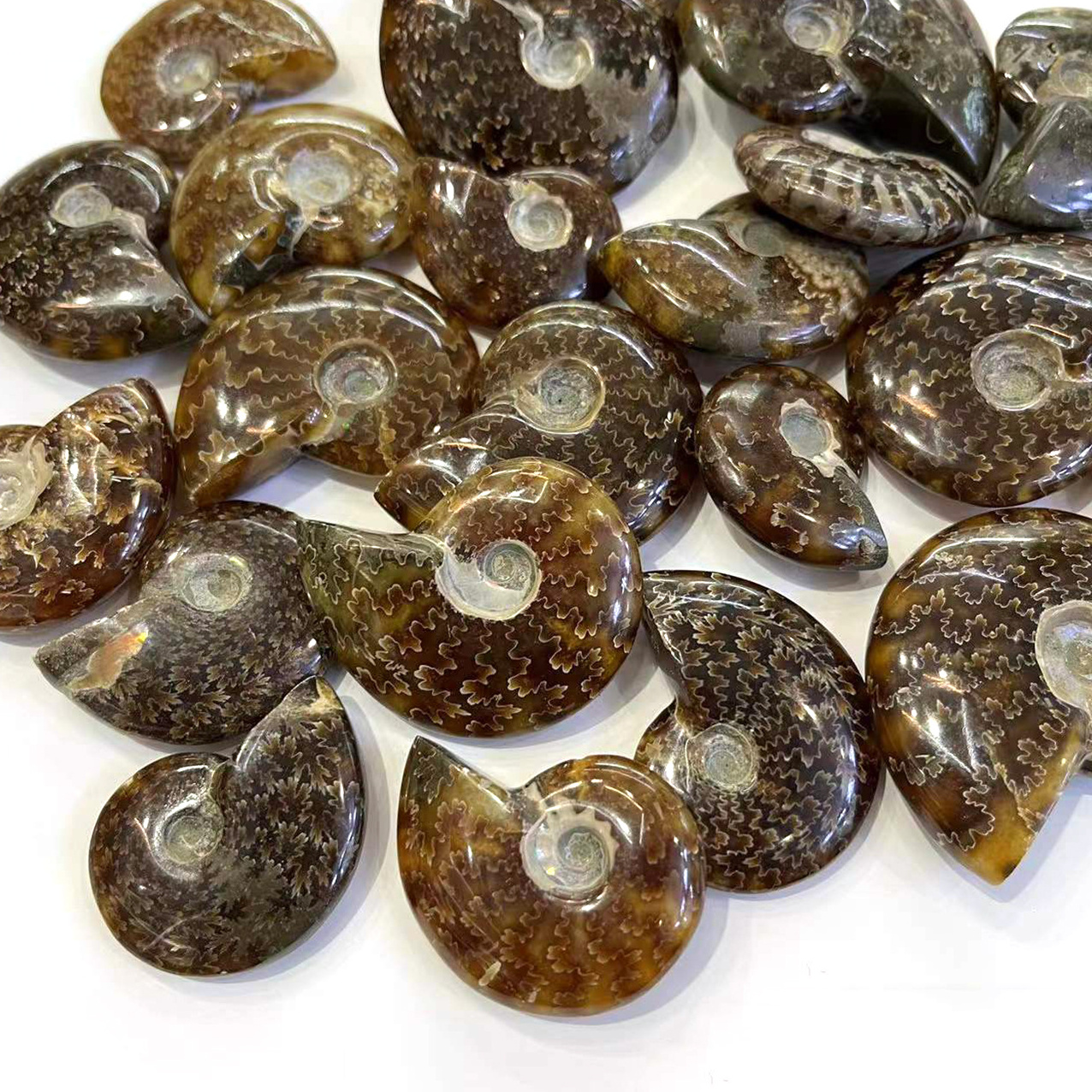 Wholesale High quality Natural Ammonite Fossil Mineral Specimen Snail crystal Conch Fossil For Decoration