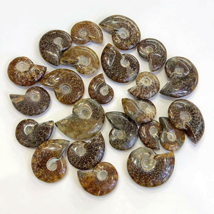 Wholesale High quality Natural Ammonite Fossil Mineral Specimen Snail crystal Conch Fossil For Decoration