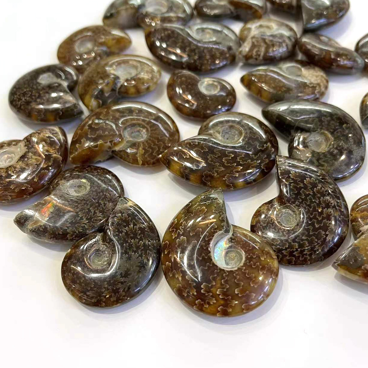 Wholesale High quality Natural Ammonite Fossil Mineral Specimen Snail crystal Conch Fossil For Decoration