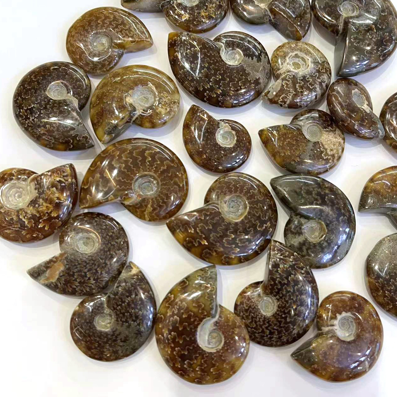 Wholesale High quality Natural Ammonite Fossil Mineral Specimen Snail crystal Conch Fossil For Decoration