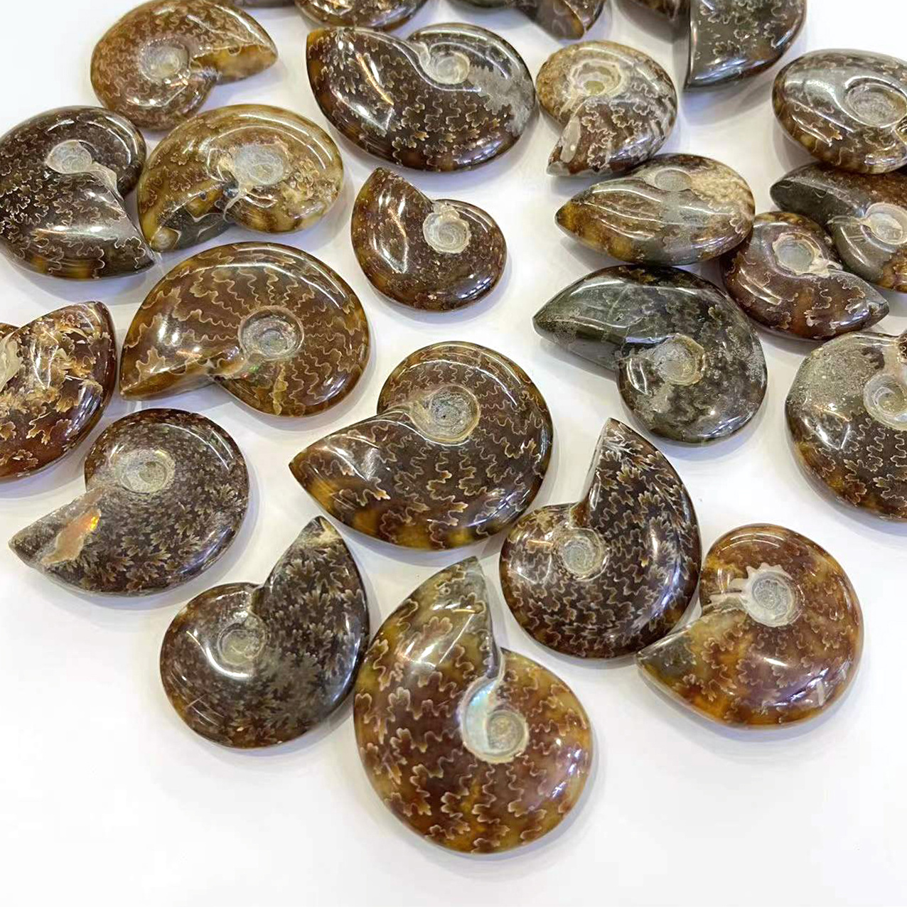 Wholesale High quality Natural Ammonite Fossil Mineral Specimen Snail crystal Conch Fossil For Decoration