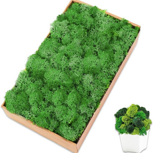 Preserved Moss Bulk Moss for Crafts Natural Dried Multicolored Floral Moss for DIY Arts Wall