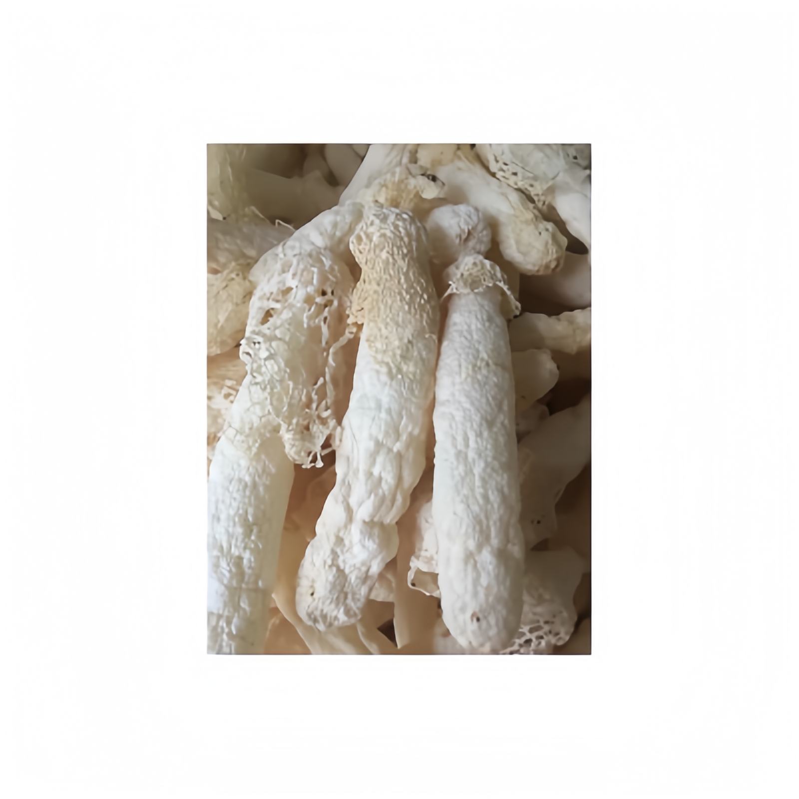 Wholesale quality dried dictyophora mushrooms