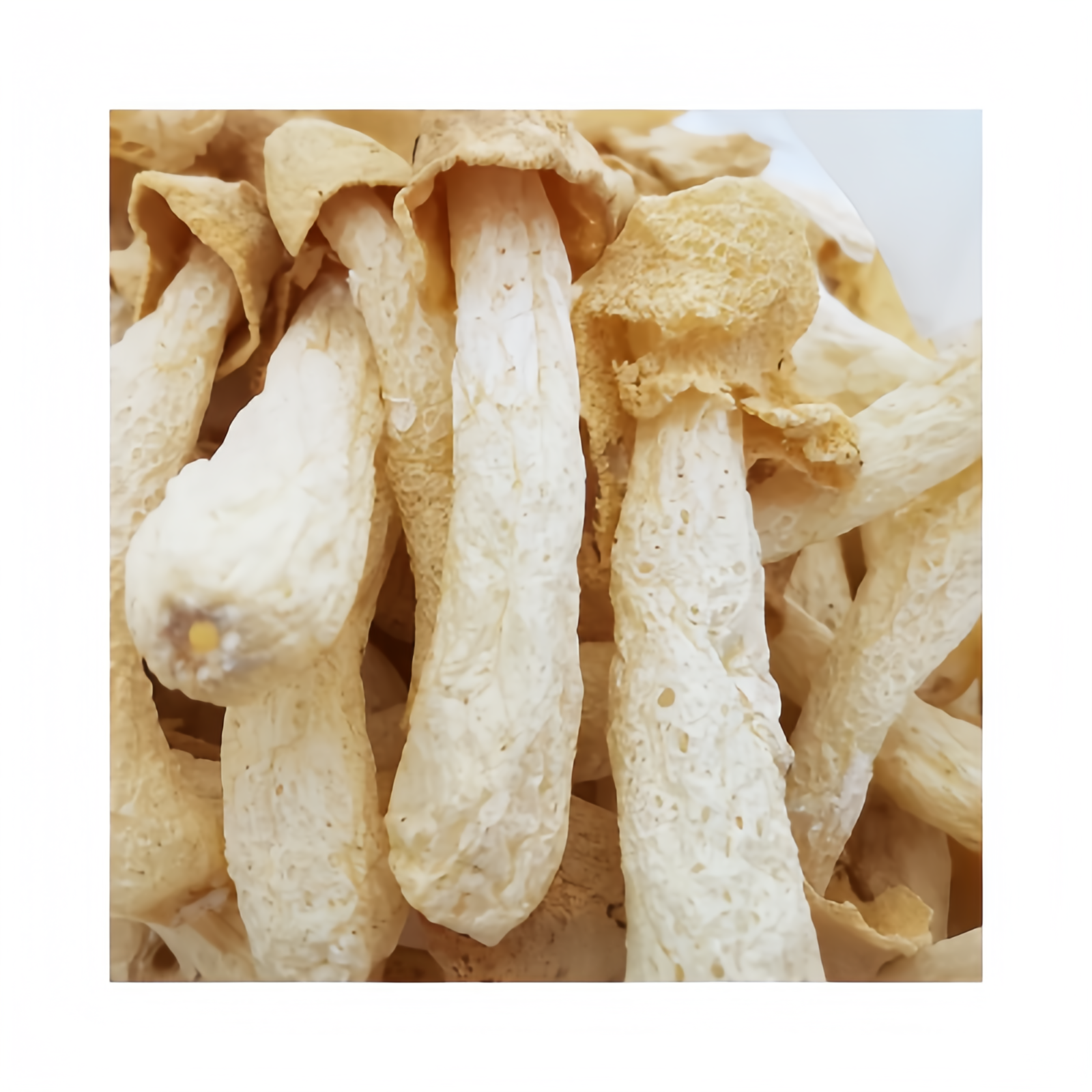 Wholesale quality dried dictyophora mushrooms