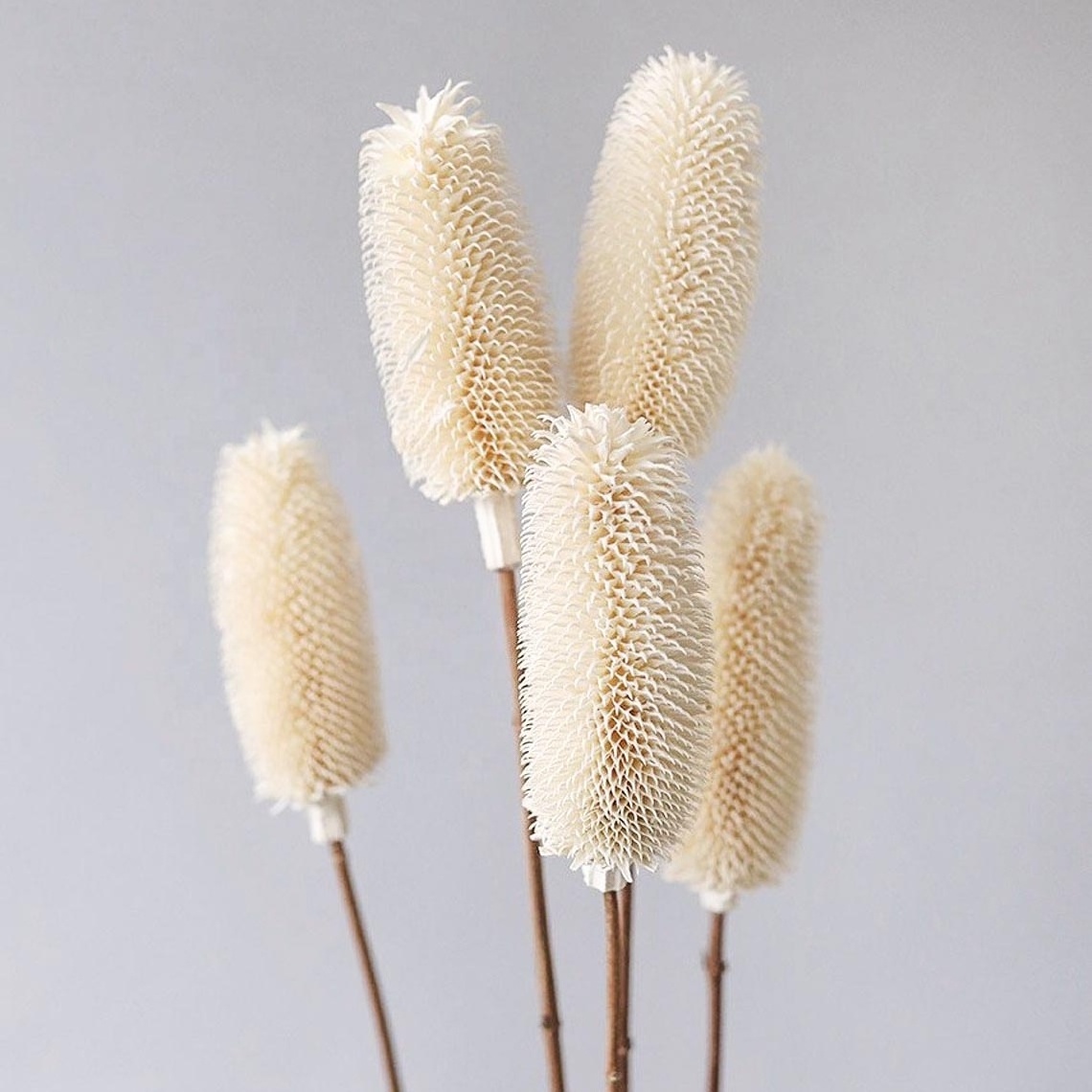 Boho Arrangement Floral Design Dried Flowers Preserved Plant Head Natural Bottle Brush Banksia Dipsacus Branches