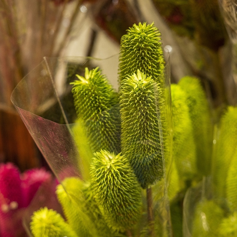 Boho Arrangement Floral Design Dried Flowers Preserved Plant Head Natural Bottle Brush Banksia Dipsacus Branches