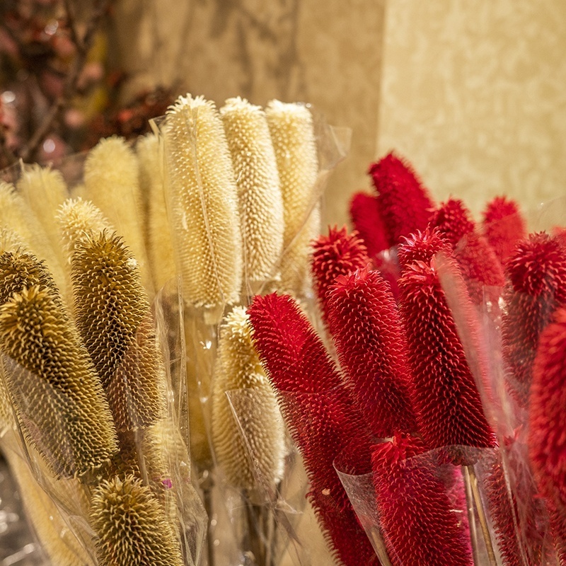 Boho Arrangement Floral Design Dried Flowers Preserved Plant Head Natural Bottle Brush Banksia Dipsacus Branches