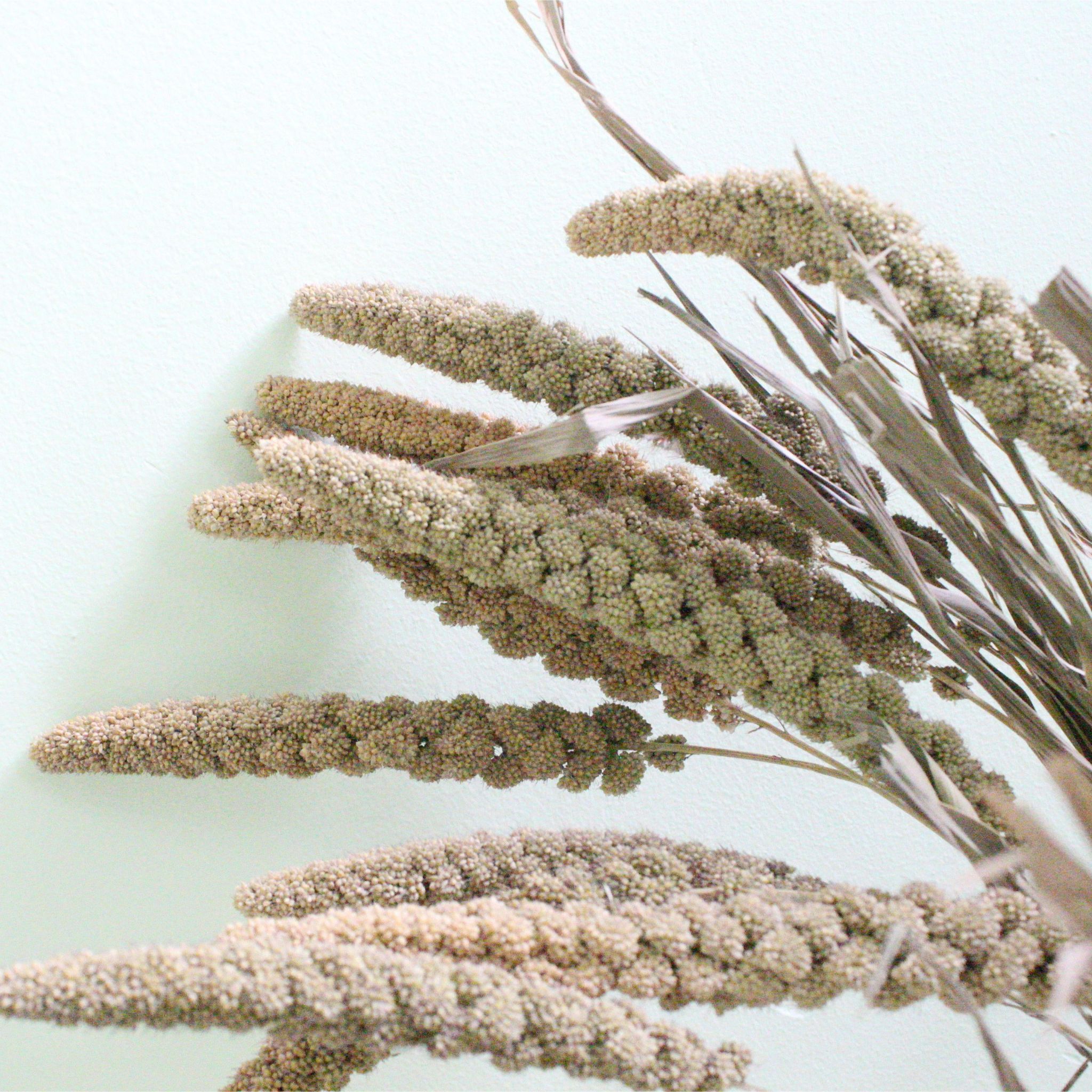 Mingyue Higher quality Colorful Setaria Natural Dried Setaria Italica Millet Grass For Home Wedding Decor