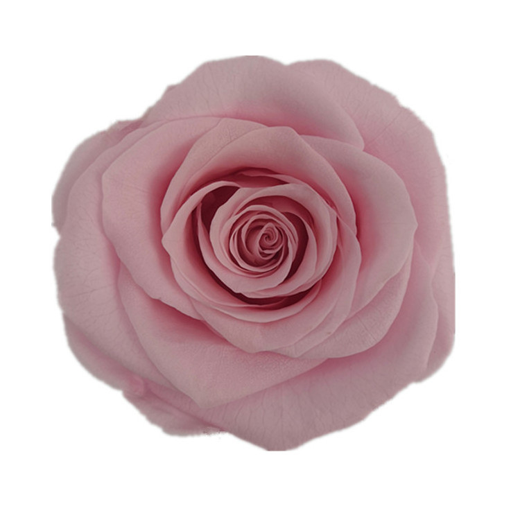 valentine's day gift flower rosa natural preserved eternal forever rose