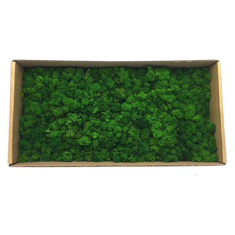 Natural Norwegian Reindeer Moss Preserved Dried Craft Flower Stamen Decoration