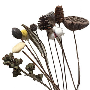 New product ideas 2023 auchentoshan Eucalyptus Leaves Pine Cones Lotus Cotton Dried Flowers Dry Flower for aromatherapy diffuser