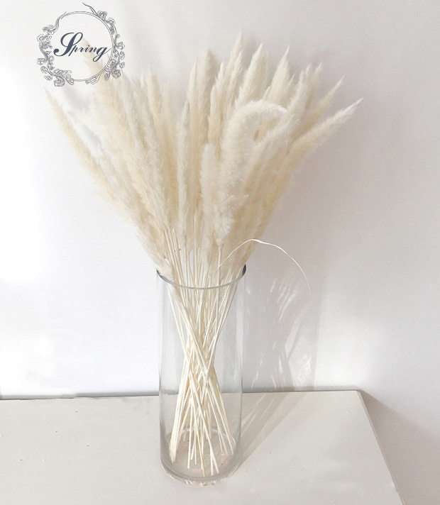 Decorative potted plants Natural small dried reed grass artificial pampas grass for sale