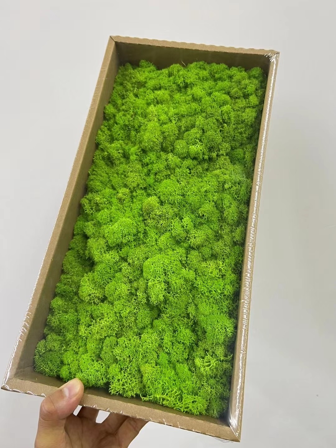 preserved moss 5 year real natural stabilized decor reindeer moss wall green wholesale preserved moss for office wall decor