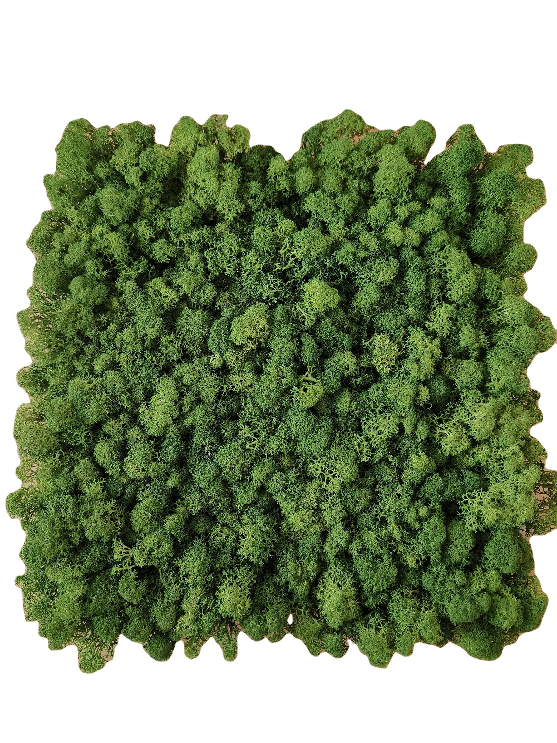 high density consistent coloring reindeer moss wall green panel real natural preserved moss panel stabilized moss art wall