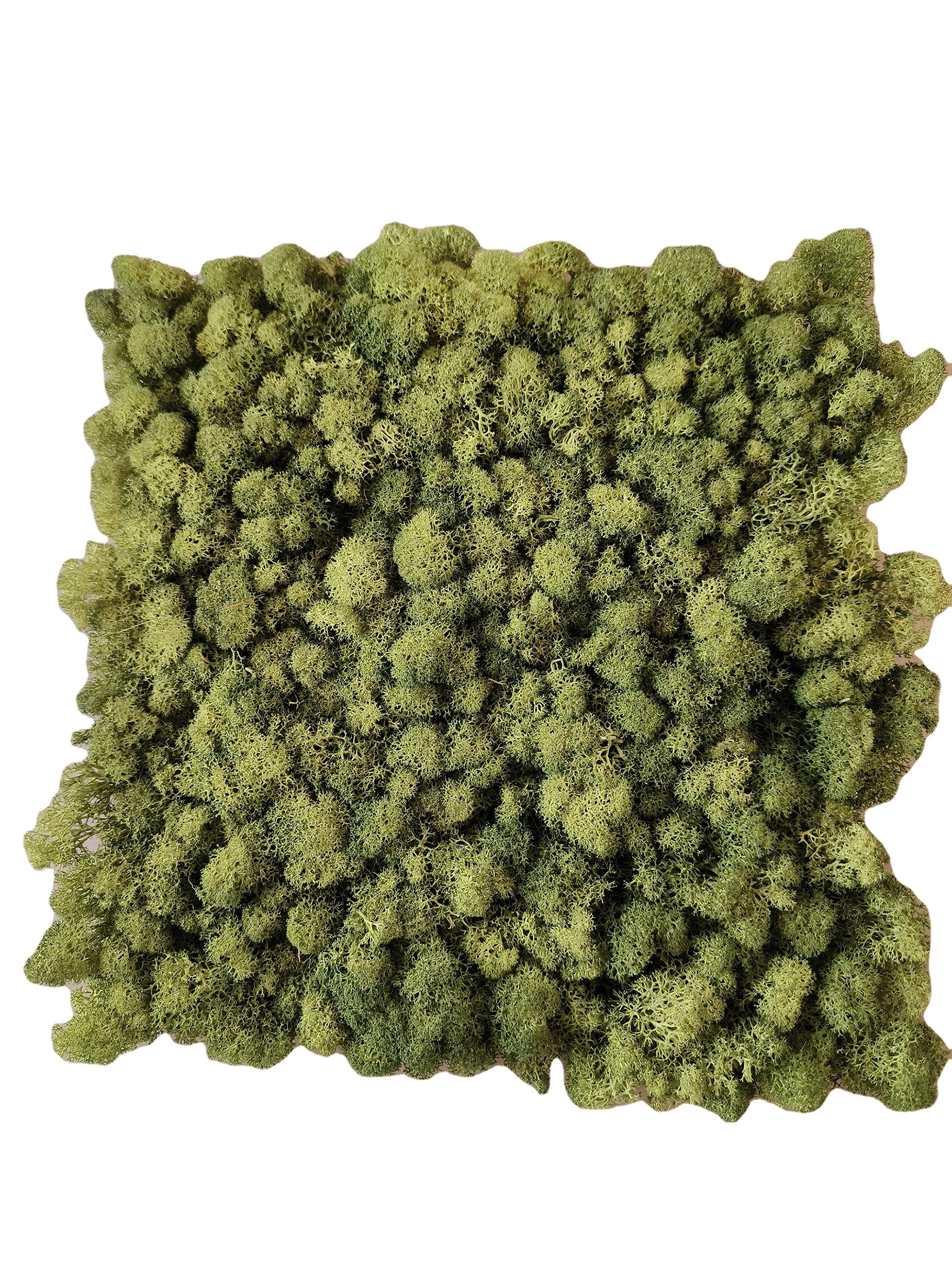 high density consistent coloring reindeer moss wall green panel real natural preserved moss panel stabilized moss art wall