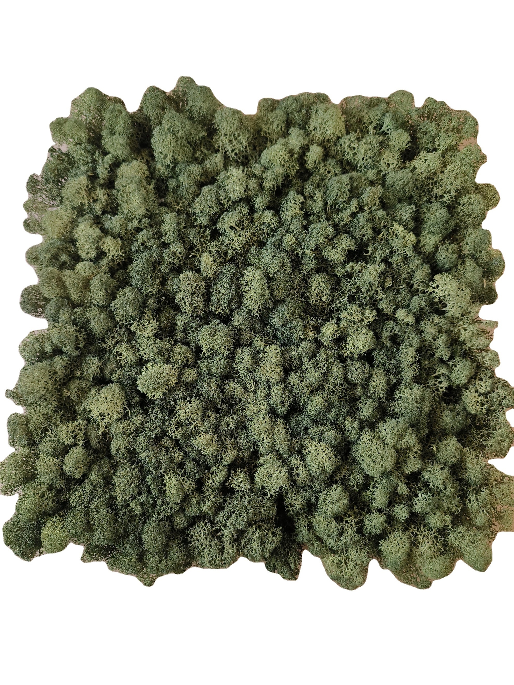 high density consistent coloring reindeer moss wall green panel real natural preserved moss panel stabilized moss art wall