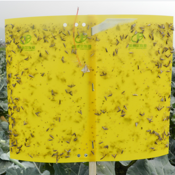 Double sides sticky yellow traps fly glue trap insect trap for pest control