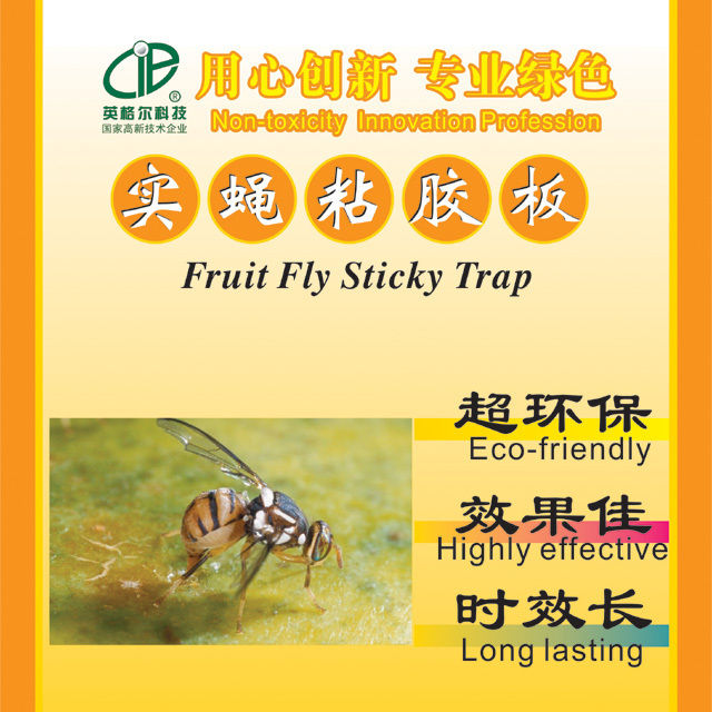 Yellow fruit fly sticky trap Bactrocera dorsalis glue board with pheromone mixed in glue