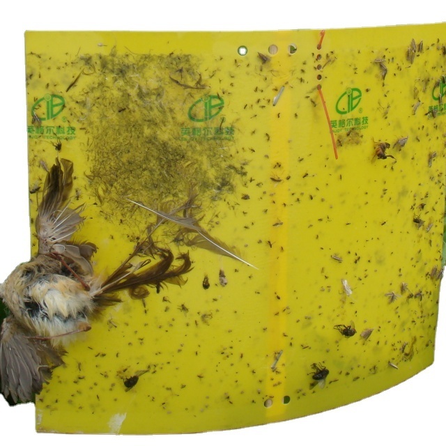 Double sides sticky yellow traps fly glue trap insect trap for pest control