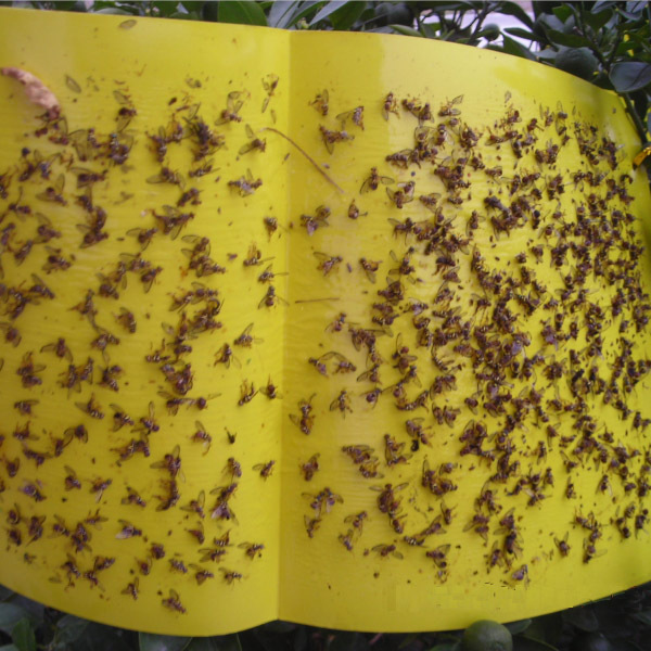 Yellow fruit fly sticky trap Bactrocera dorsalis glue board with pheromone mixed in glue