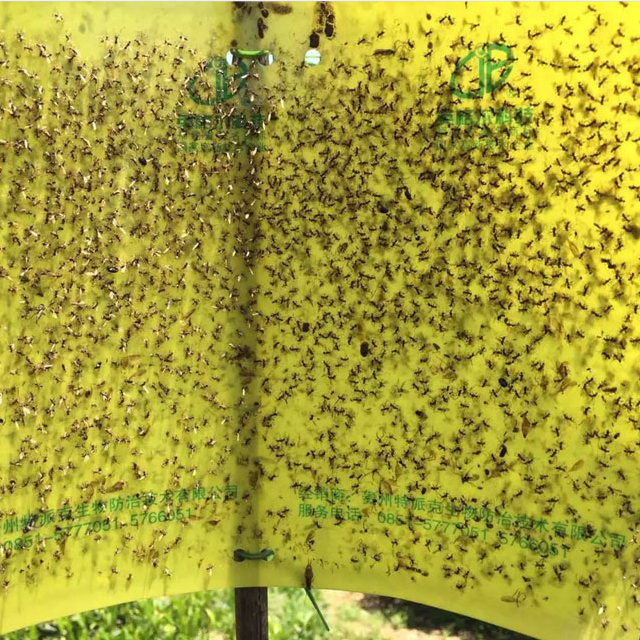 Effectively insect glue trap aphids sticky board for agriculture pest control equipment