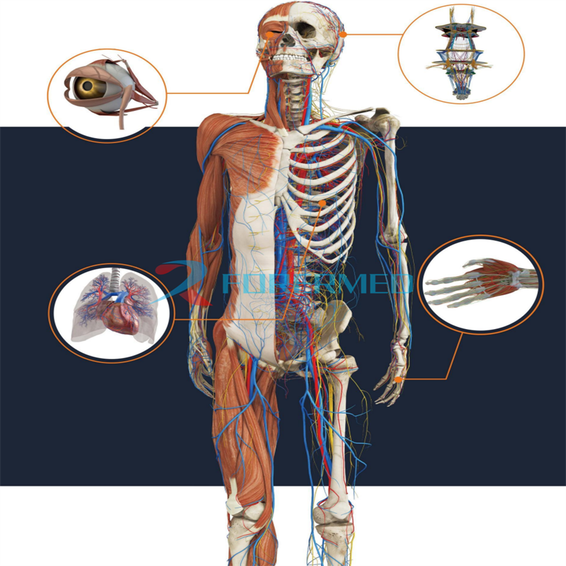 Medical Digihuman Virtual Anatomy Table System Transparent Single Show Operation Table Equipment  3D Virtual Autopsy Table